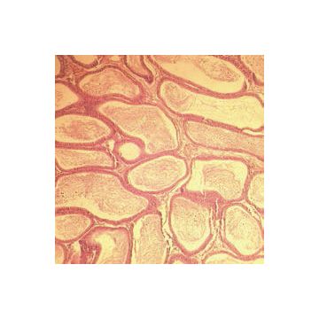 Reagents for microscopy